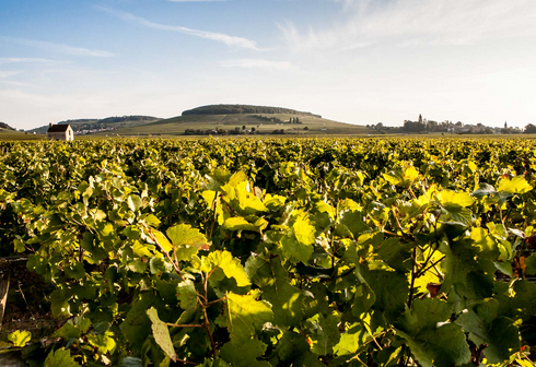 伯恩丘產區（Cote de Beaune）