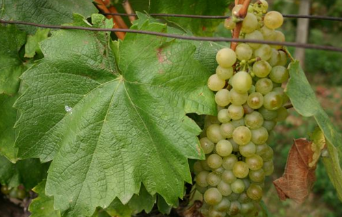 富爾民特（Furmint）