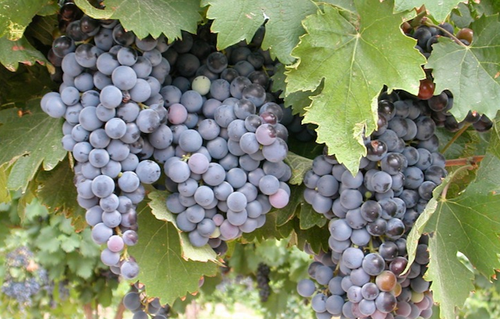 幕爾偉德（Mourvedre）