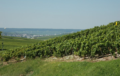 白丘產區（Cote de Blancs）