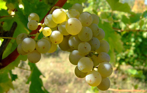 長相思(Sauvignon Blanc)