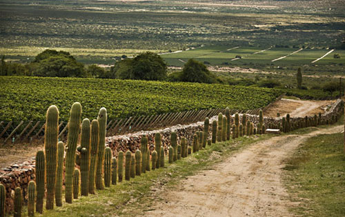 卡達馬爾卡產區（Catamarca）