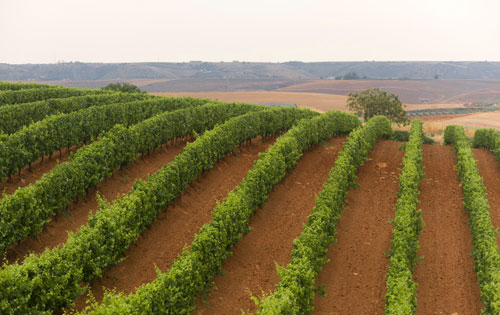 巴斯利卡塔產區（Basilicata）