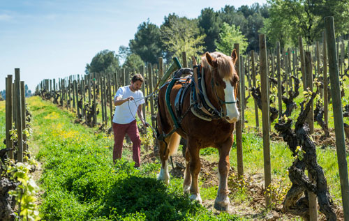 生物動力學葡萄酒（Biodynamic Wines）