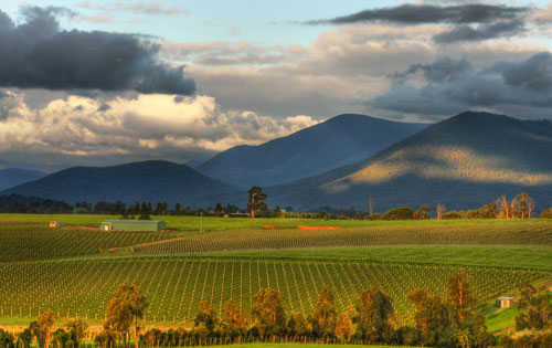 雅拉谷產區(qū)（Yarra Valley）