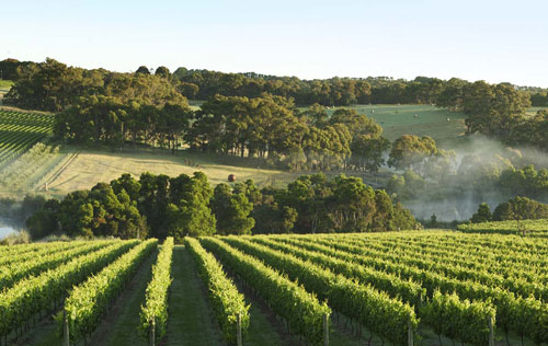 莫寧頓半島（Mornington Peninsula）