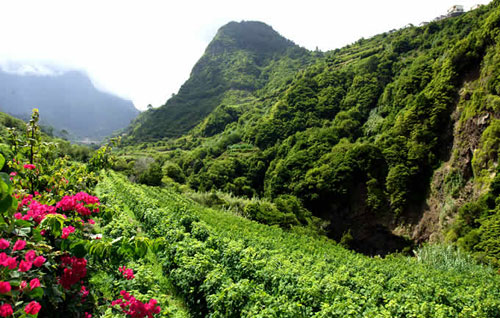 馬德拉產區（Madeira）