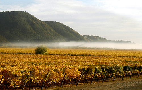 庫里科谷產區（Curico Valley）