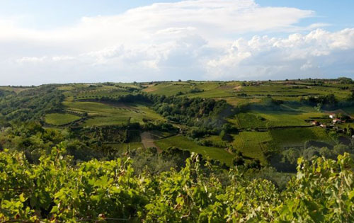  阿布魯佐瑟拉索羅產區（Cerasuolo d'Abruzzo DOC）